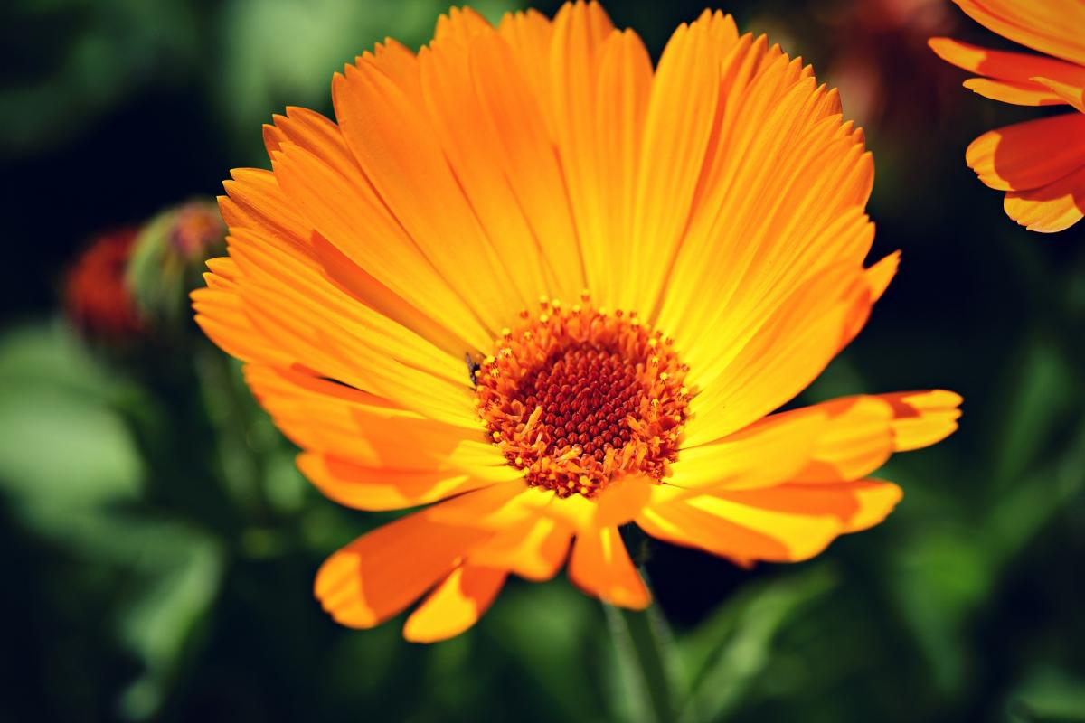 Orange Ringelblume, die ihre Blüte öffnet