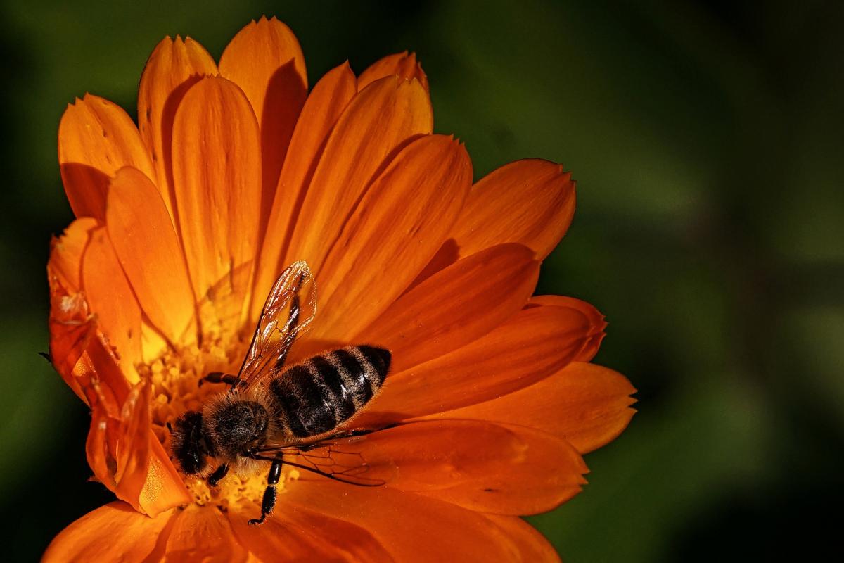 Biene auf einer orangen Ringelblumenblüte