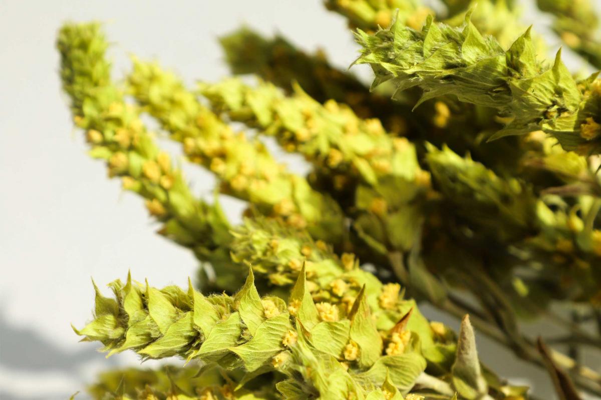 Gelbe Blütenrispen von Griechischem Bio-Bergtee