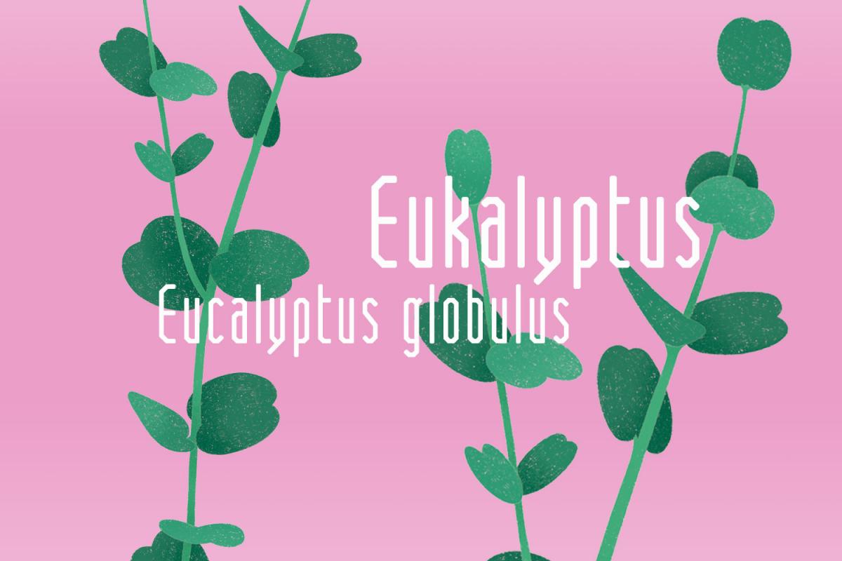 Illustration eines Eukalyptus von Rike Hofmann