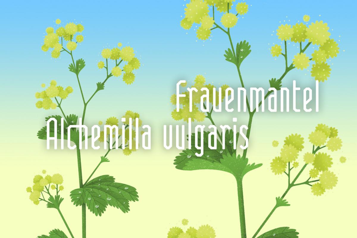 Illustration der Heilpflanze Frauenmantel von Rike Hofmann