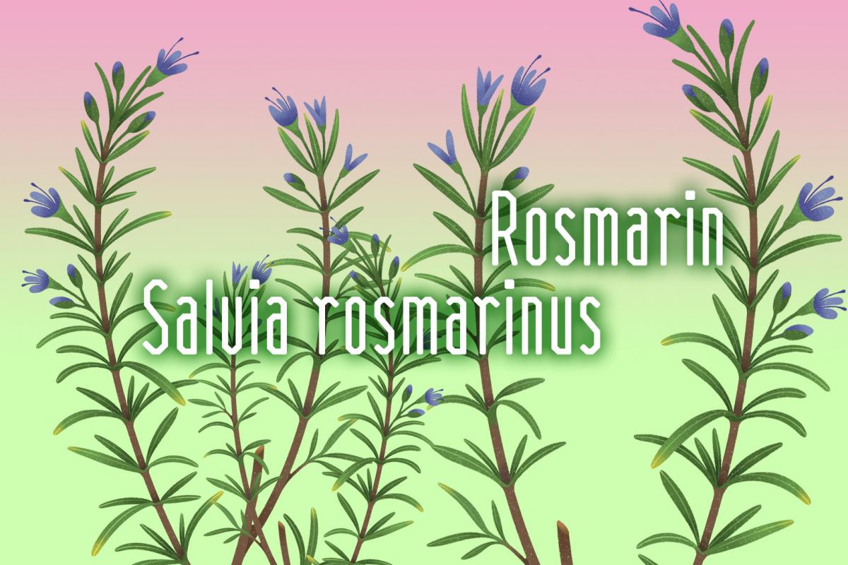 Illustration der Heilpflanze Rosmarin von Rike Hofmann