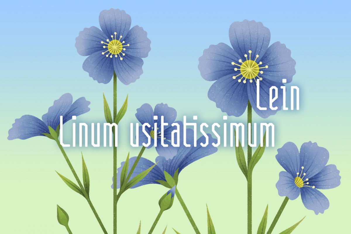 Illustration der Heilpflanze Lein von Rike Hofmann