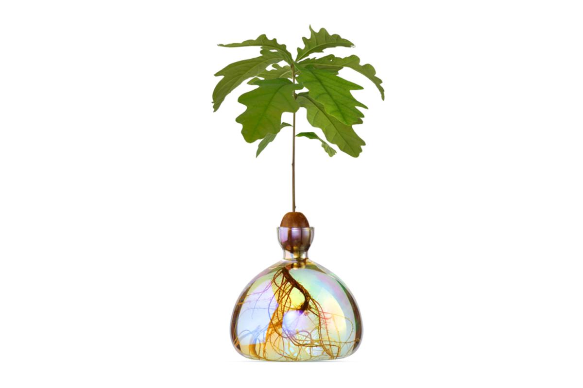 Keimglas Cosmic Astra von ILEX mit kleiner Eichen-Pflanze
