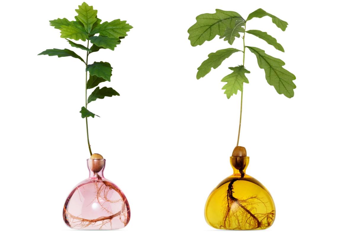 Keimglas für Eichel in rosa und gelb von ILEX Studio