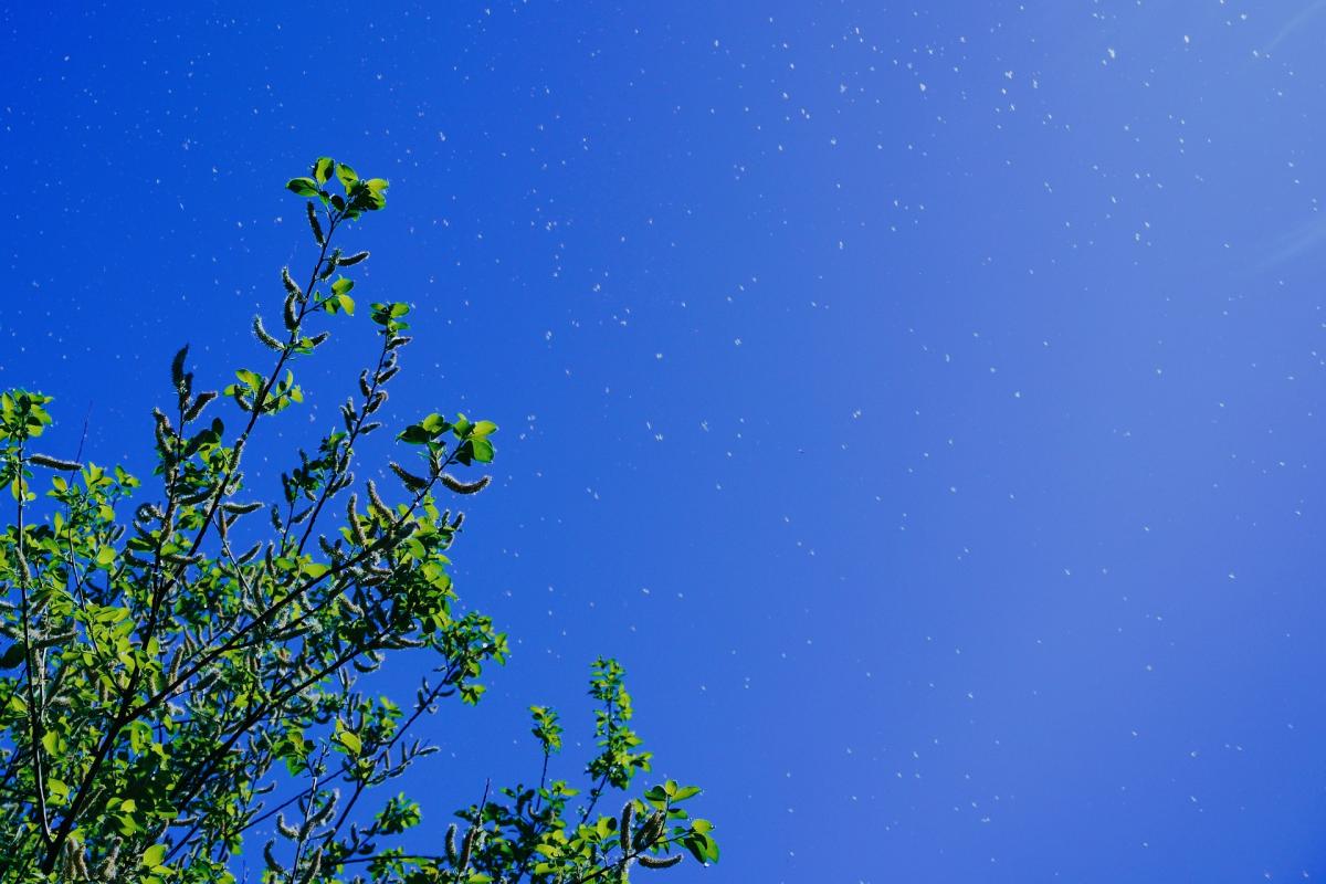 Blick in den blauen Himmel mit Pollenflug von einem Baum mit frischen grünen Blättern